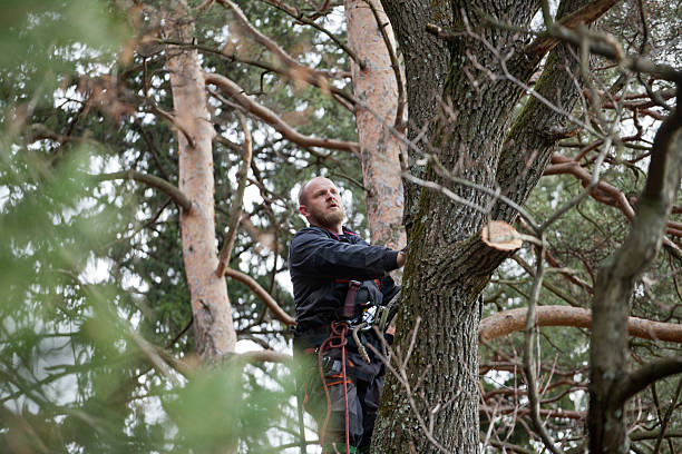 Professional Tree Care in Seven Mile, AZ