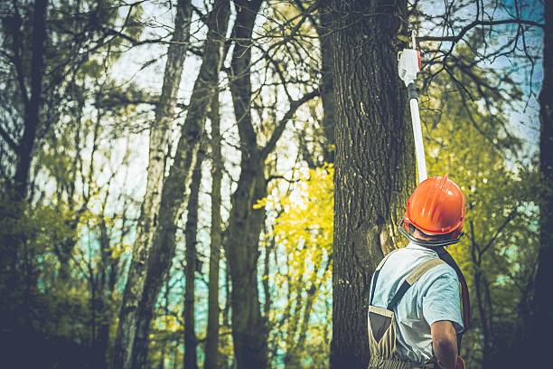 Seven Mile, AZ Tree Care Company